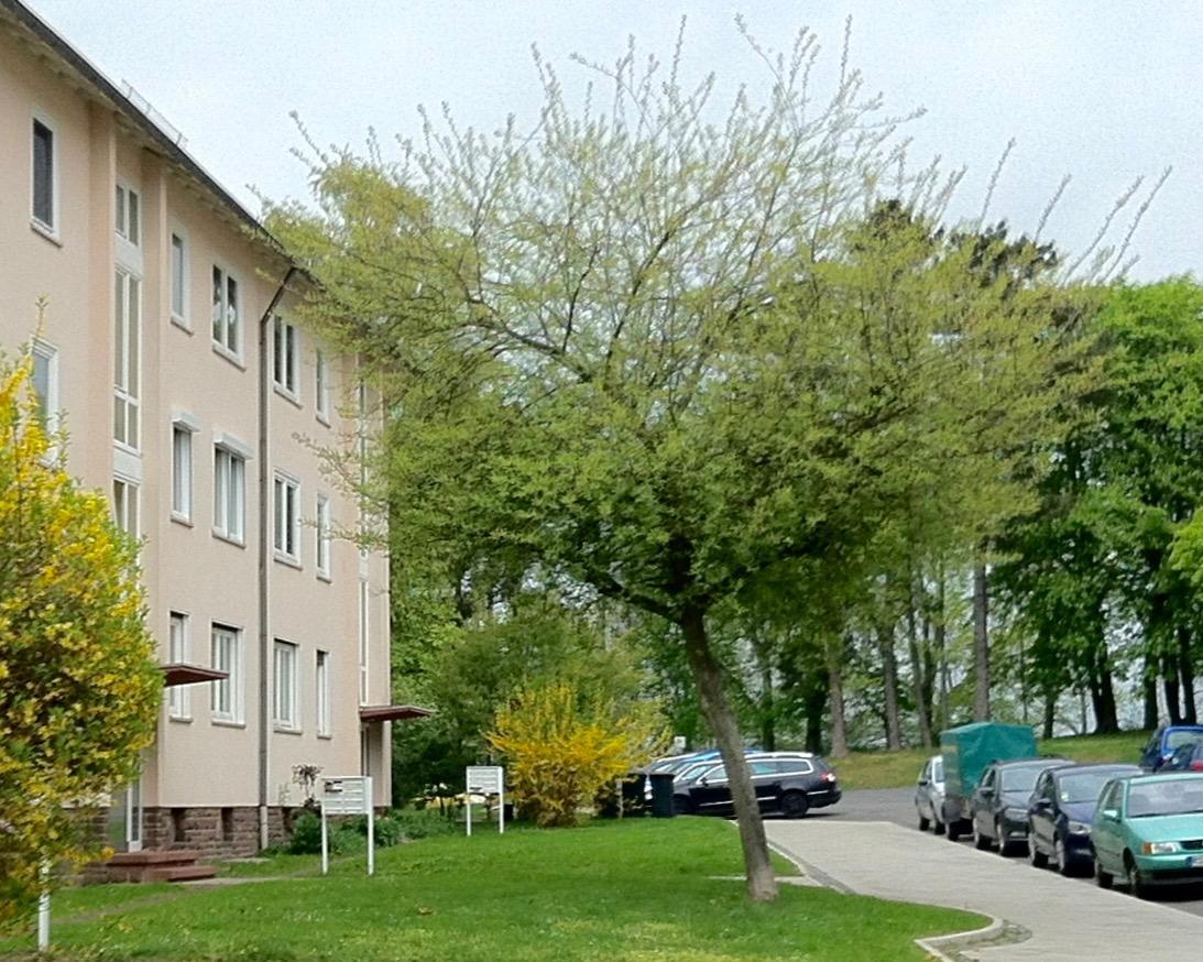 Ask Rooms Privatzimmer In Kassel Exterior foto